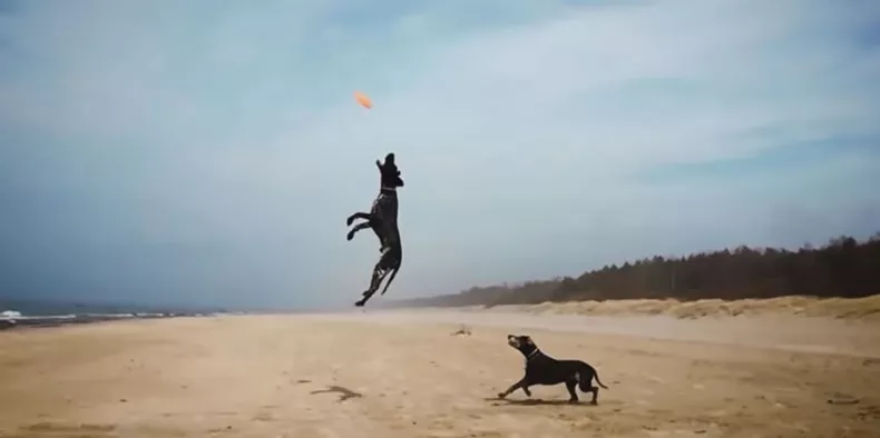 Dogs Dogs