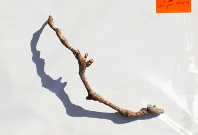 I Inside the Old Year Dying