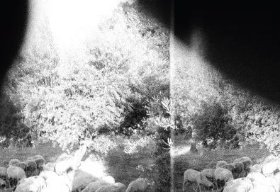 Asunder, Sweet and Other Distress