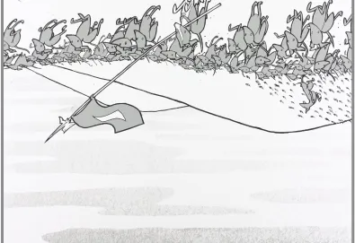 Excellent Italian Greyhound