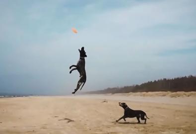 Music videos starring dogs, cats and other cute animals